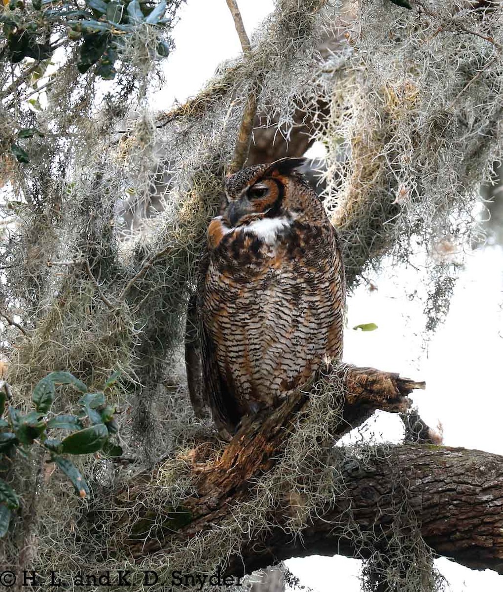 Great Horned Owl - ML632044469