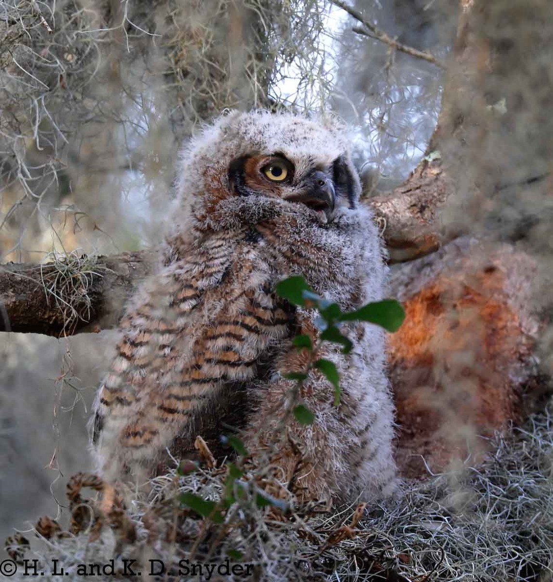 Great Horned Owl - ML632044470