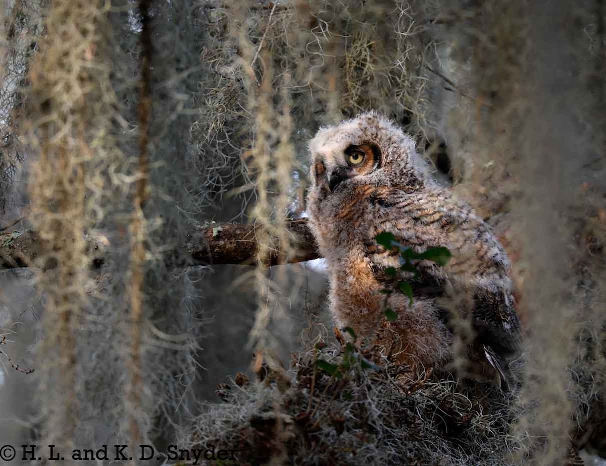 Great Horned Owl - ML632044471