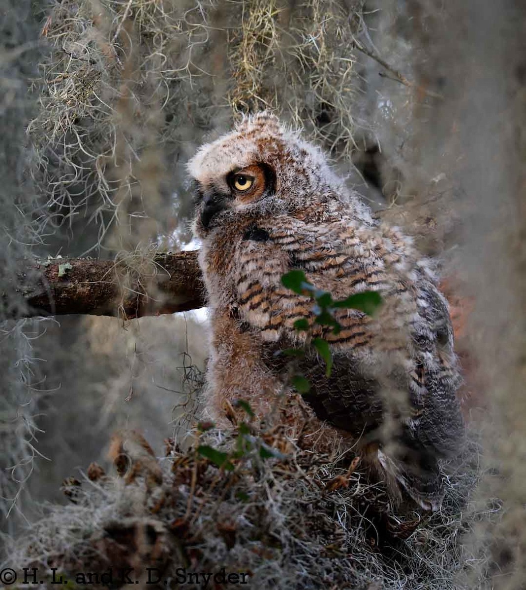 Great Horned Owl - ML632044473