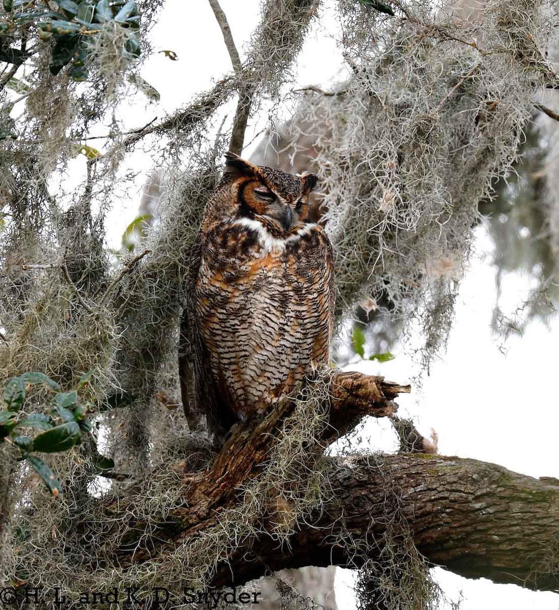 Great Horned Owl - ML632044474