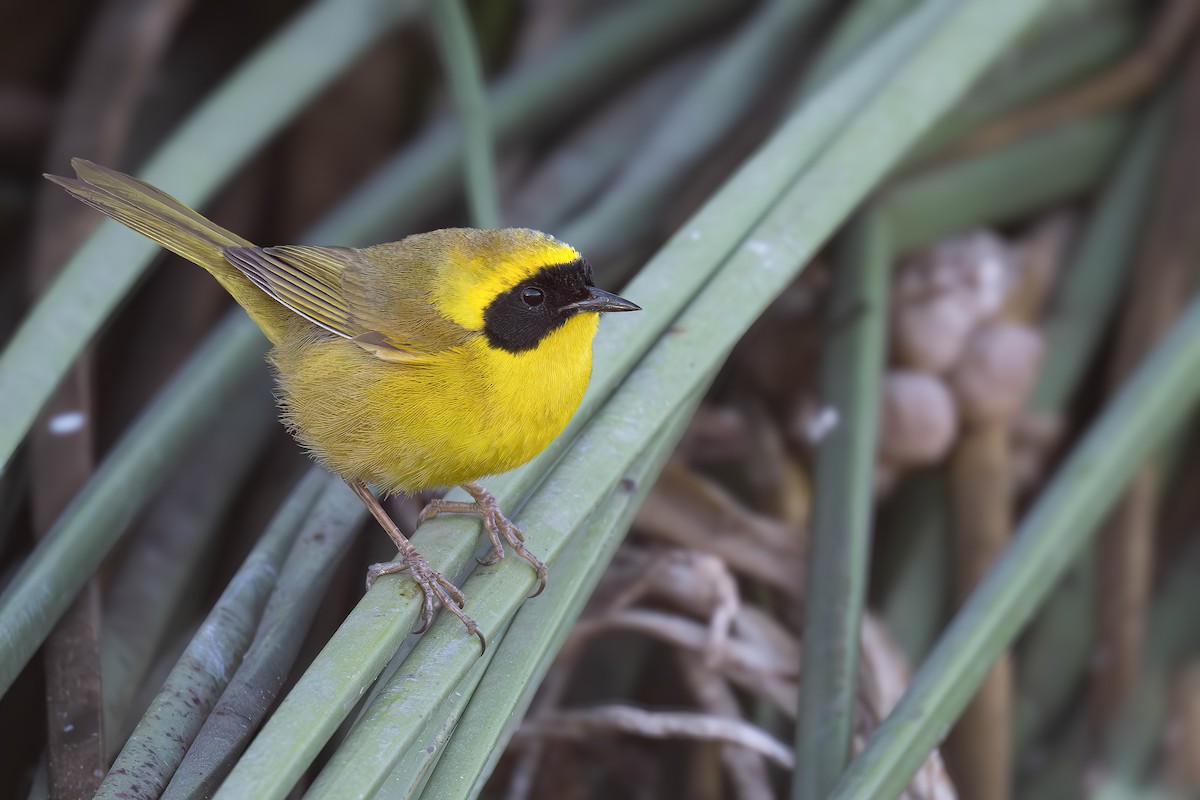 Belding's Yellowthroat - ML632044613