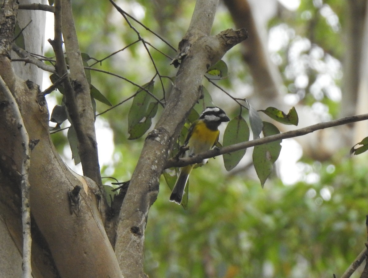 Western Shrike-tit - ML632044624