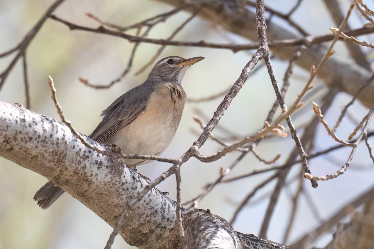 American Robin (San Lucas) - ML632044631