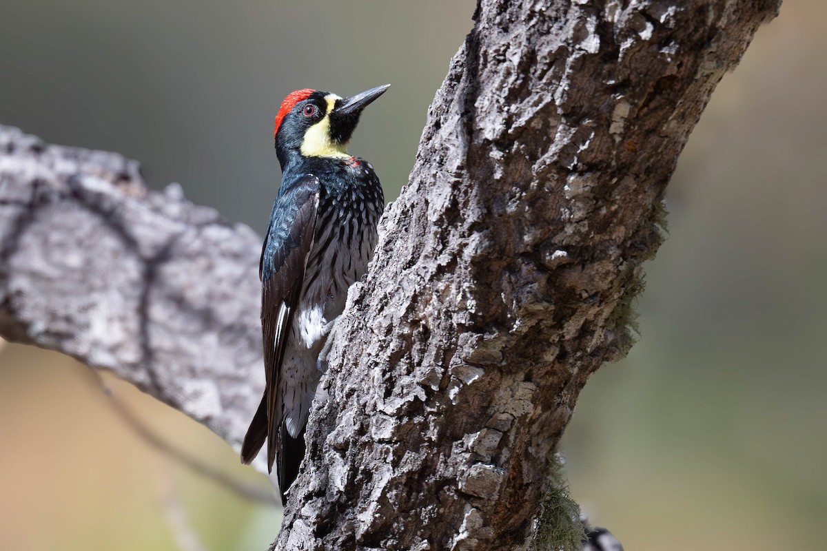 Acorn Woodpecker - ML632044634