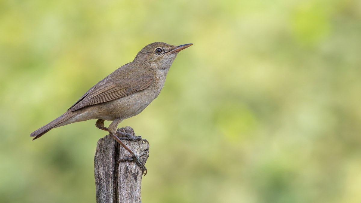Blyth's Reed Warbler - ML632044641