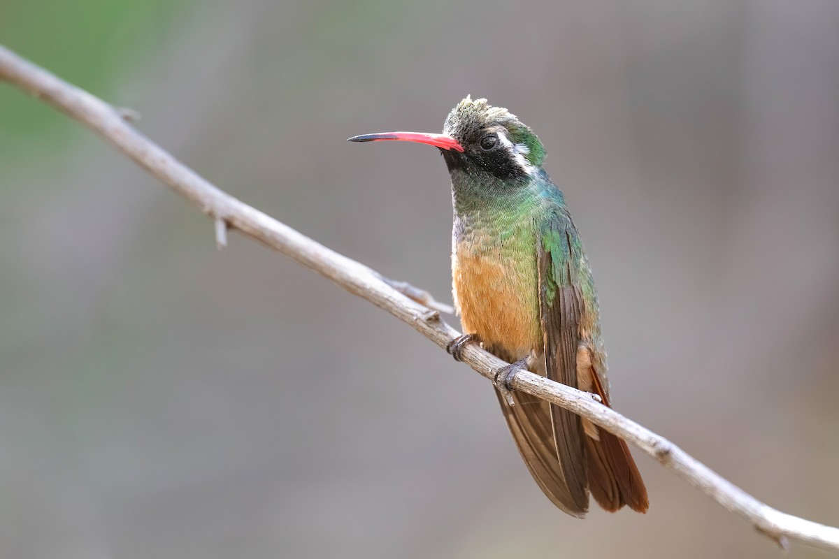 Xantus's Hummingbird - ML632044649