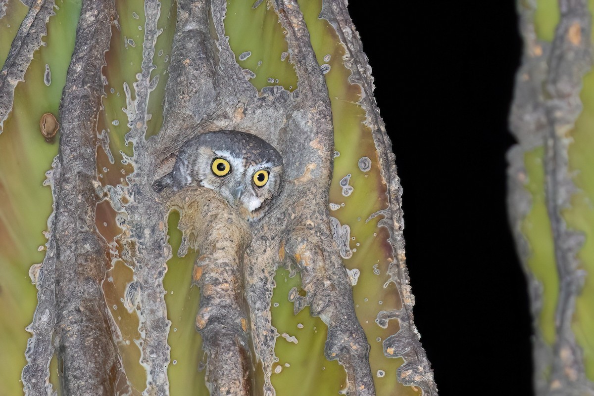 Elf Owl - ML632044681