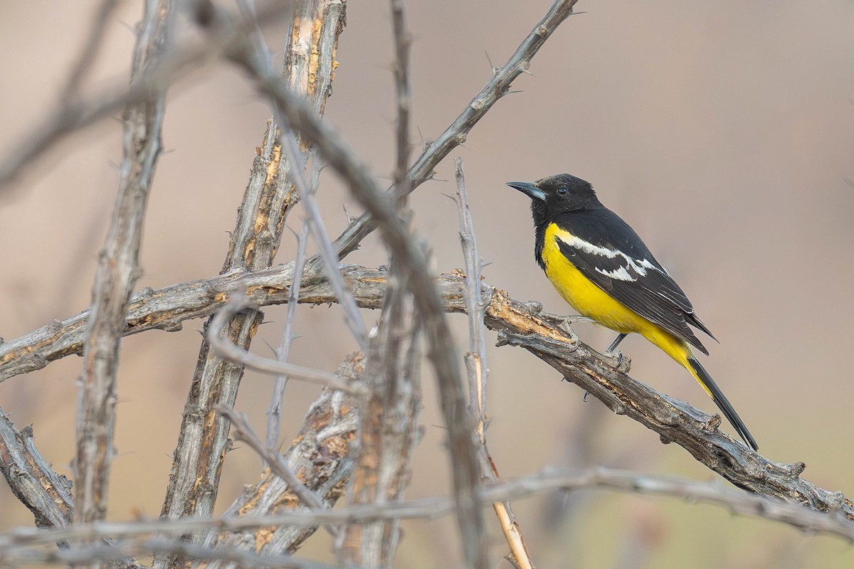 Scott's Oriole - ML632044687