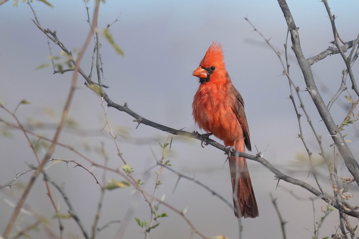 Northern Cardinal - ML632044692