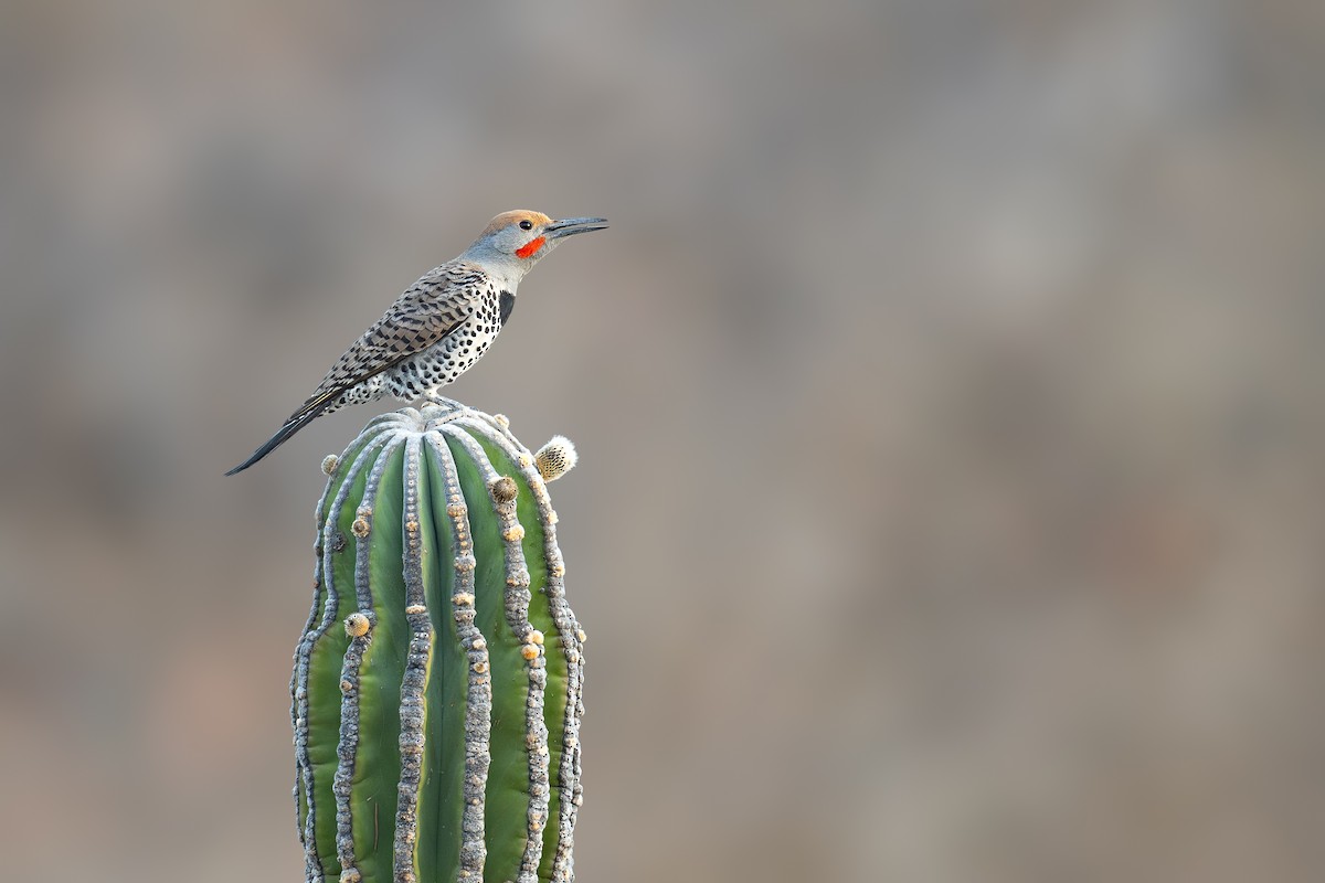 Gilded Flicker - ML632044711