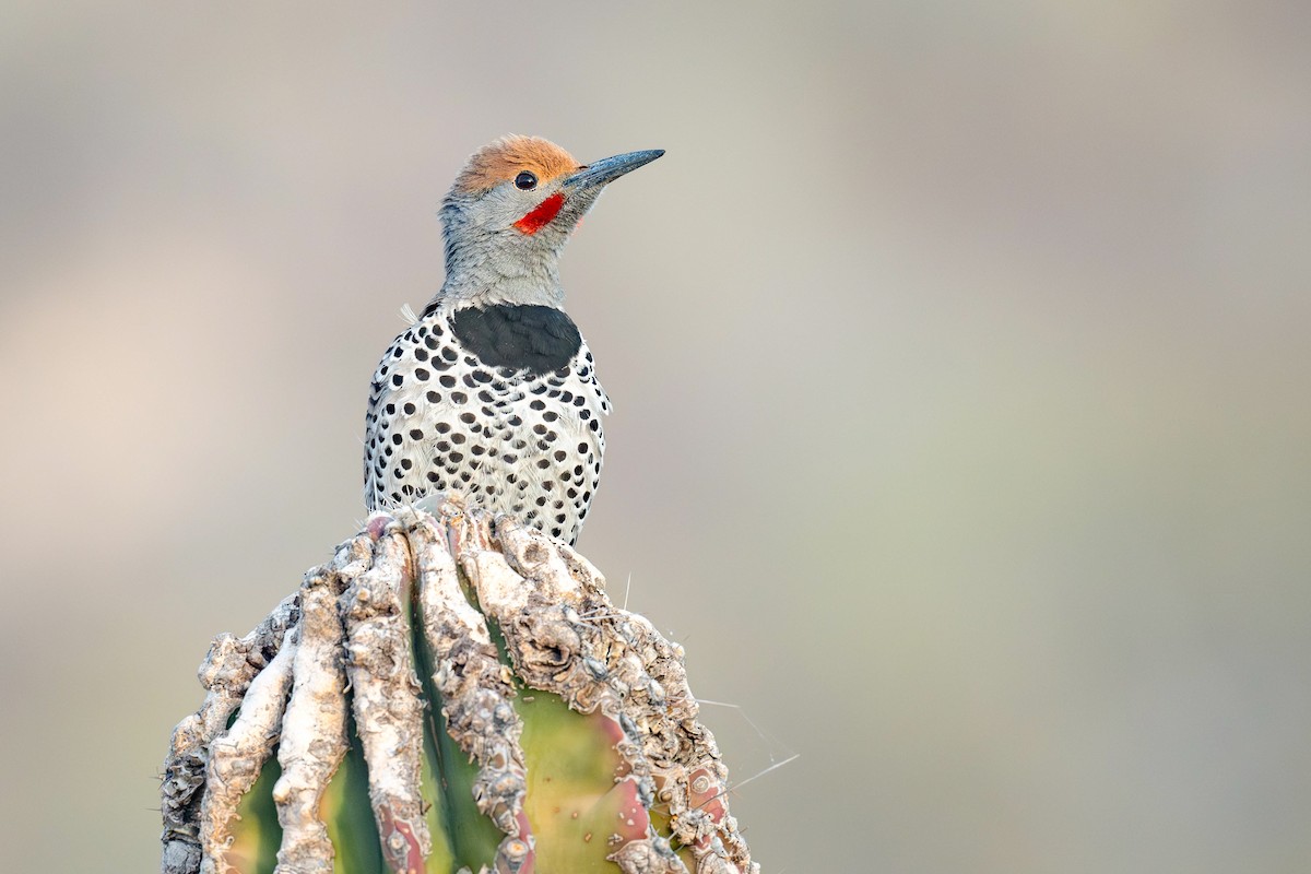 Gilded Flicker - ML632044712