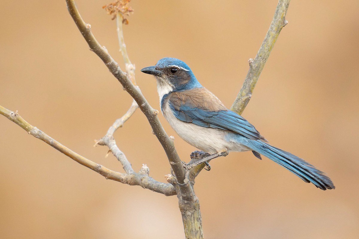 California Scrub-Jay - ML632044747