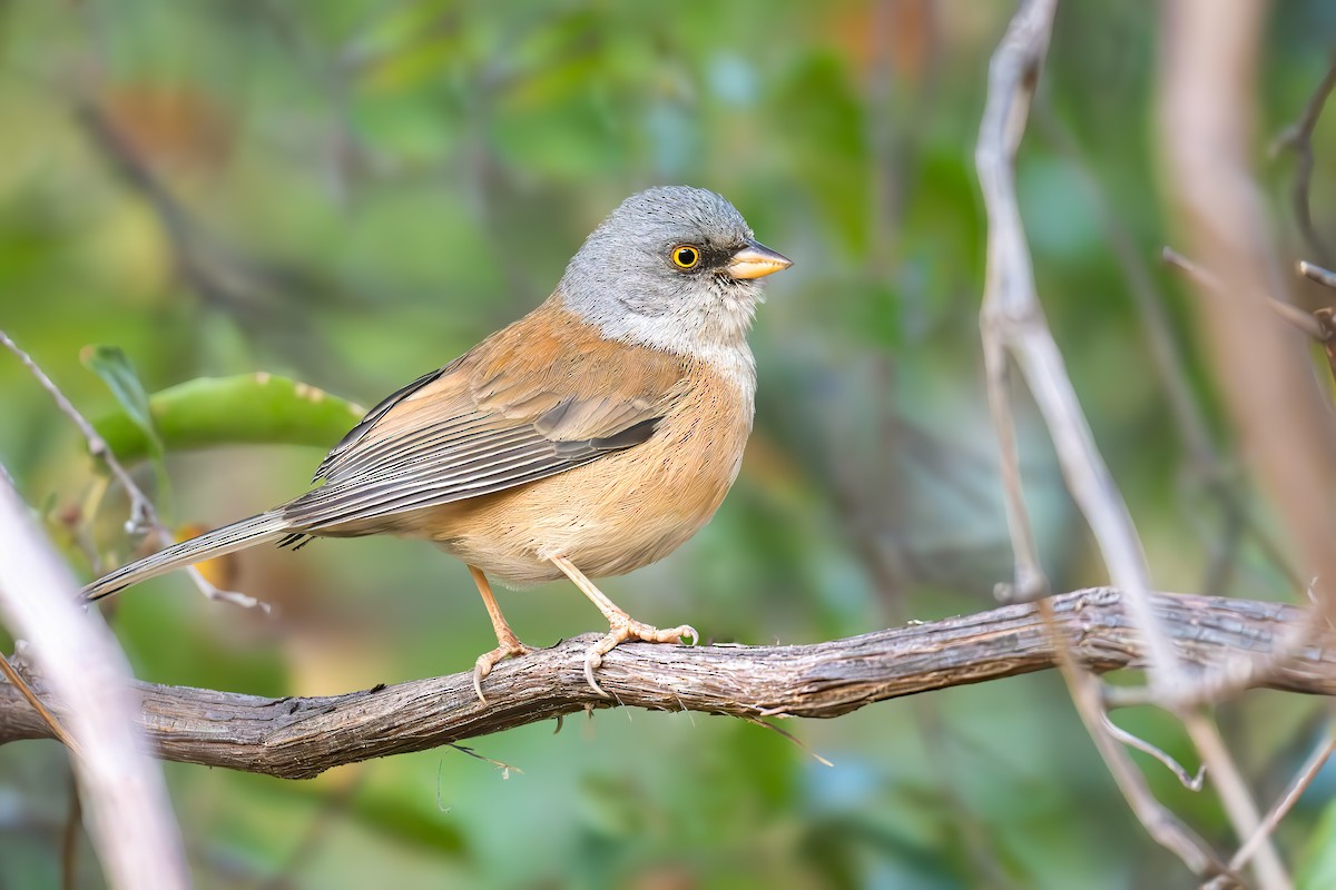 Baird's Junco - ML632044782