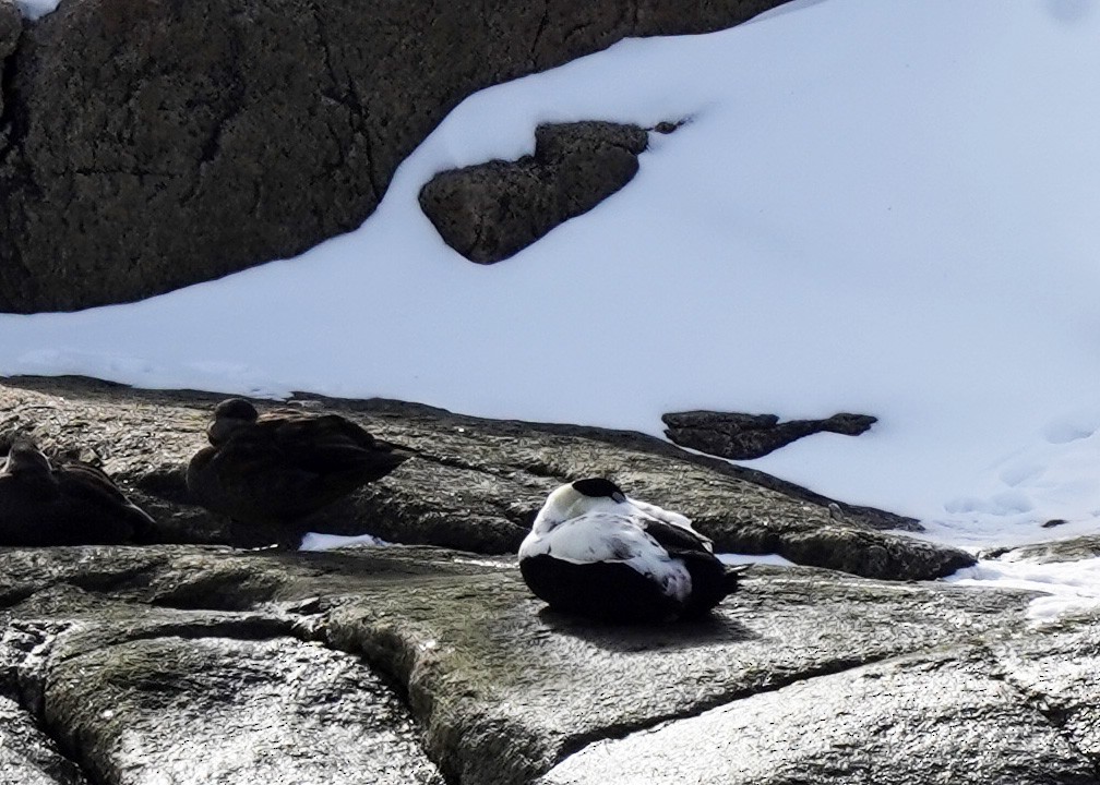 Common Eider - ML632044799