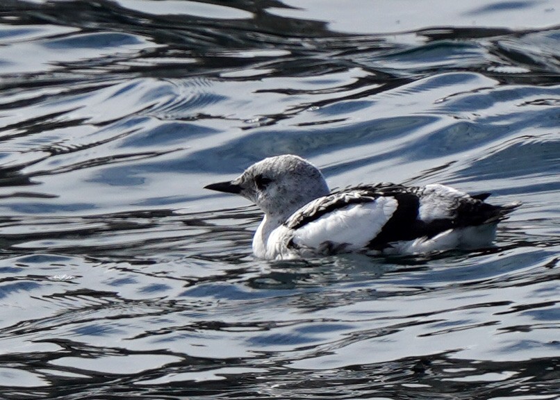 Black Guillemot - ML632044804