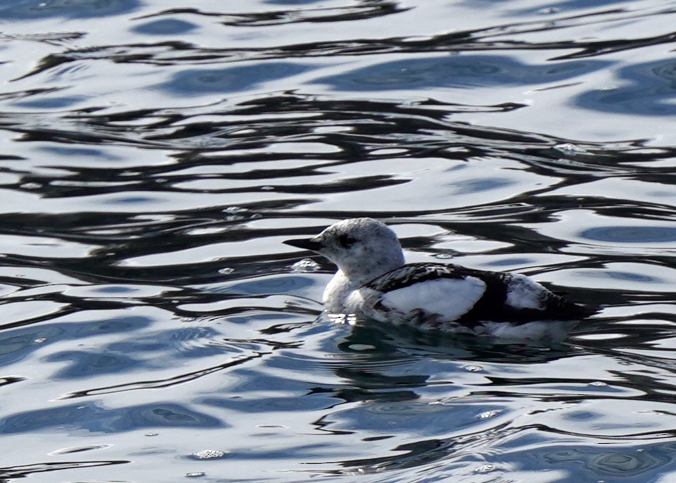Black Guillemot - ML632044805