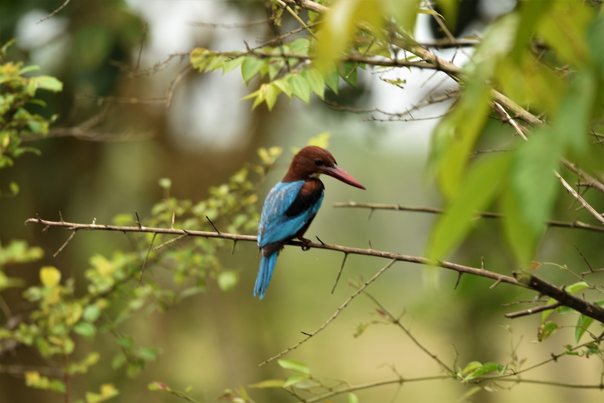 White-throated Kingfisher - ML63204481