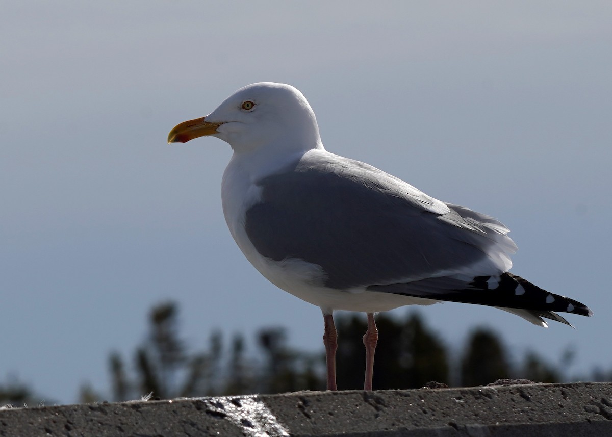 American Herring Gull - ML632044819