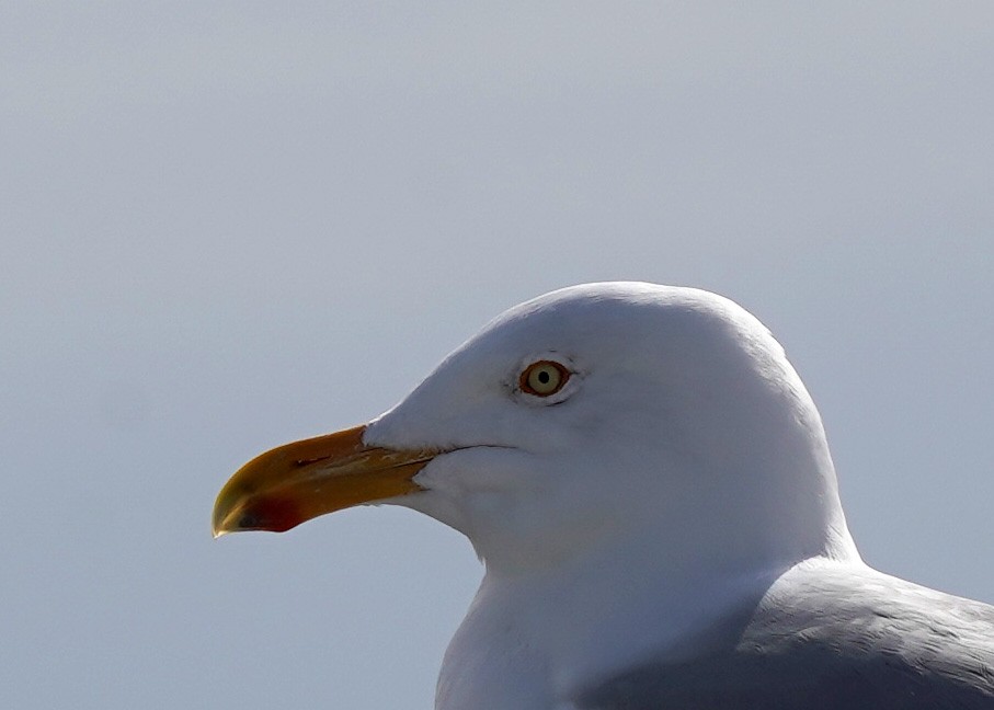 American Herring Gull - ML632044820