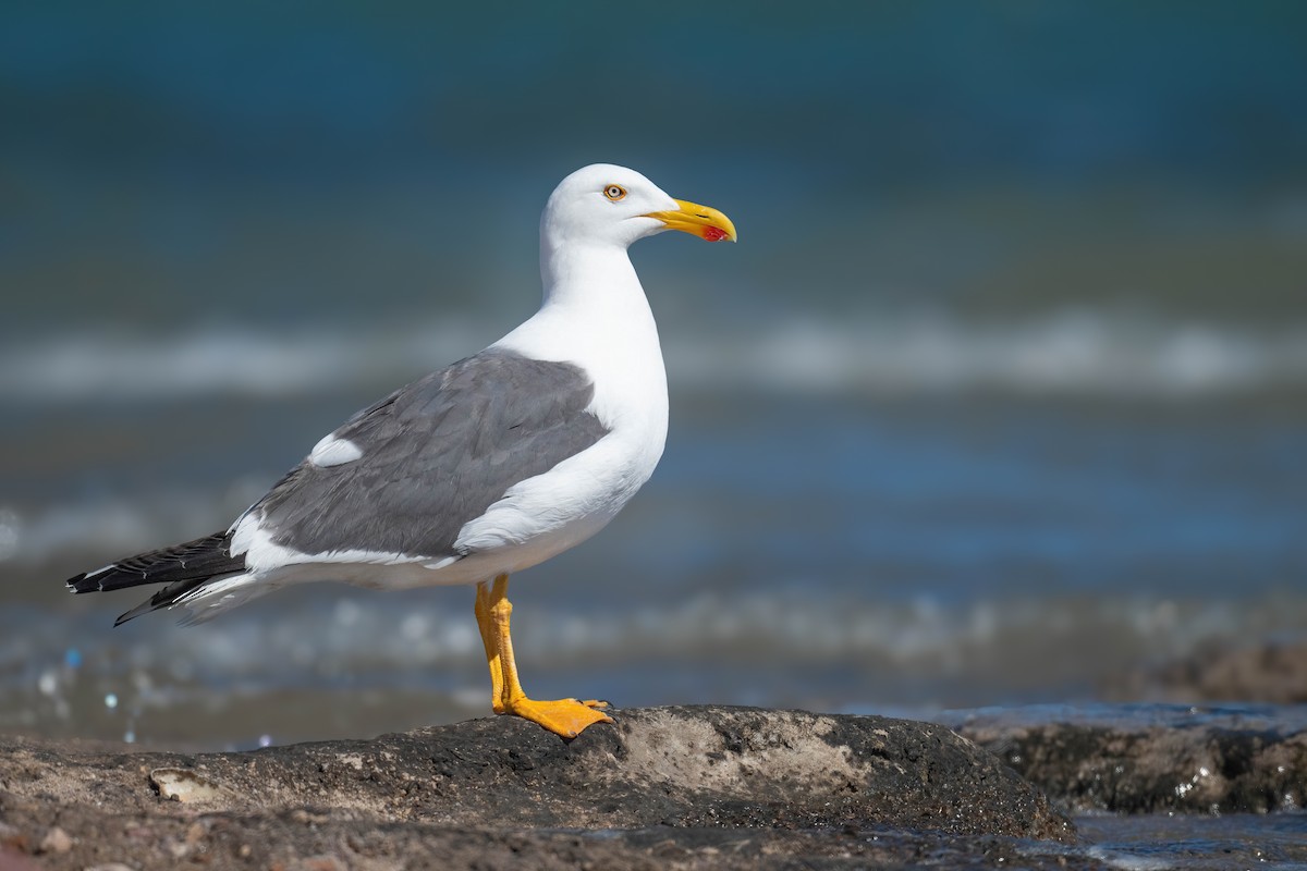 Yellow-footed Gull - ML632044821