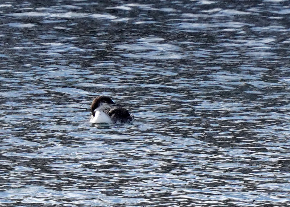 Common Loon - ML632044824