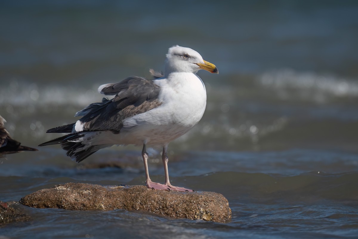 Western Gull - ML632044826