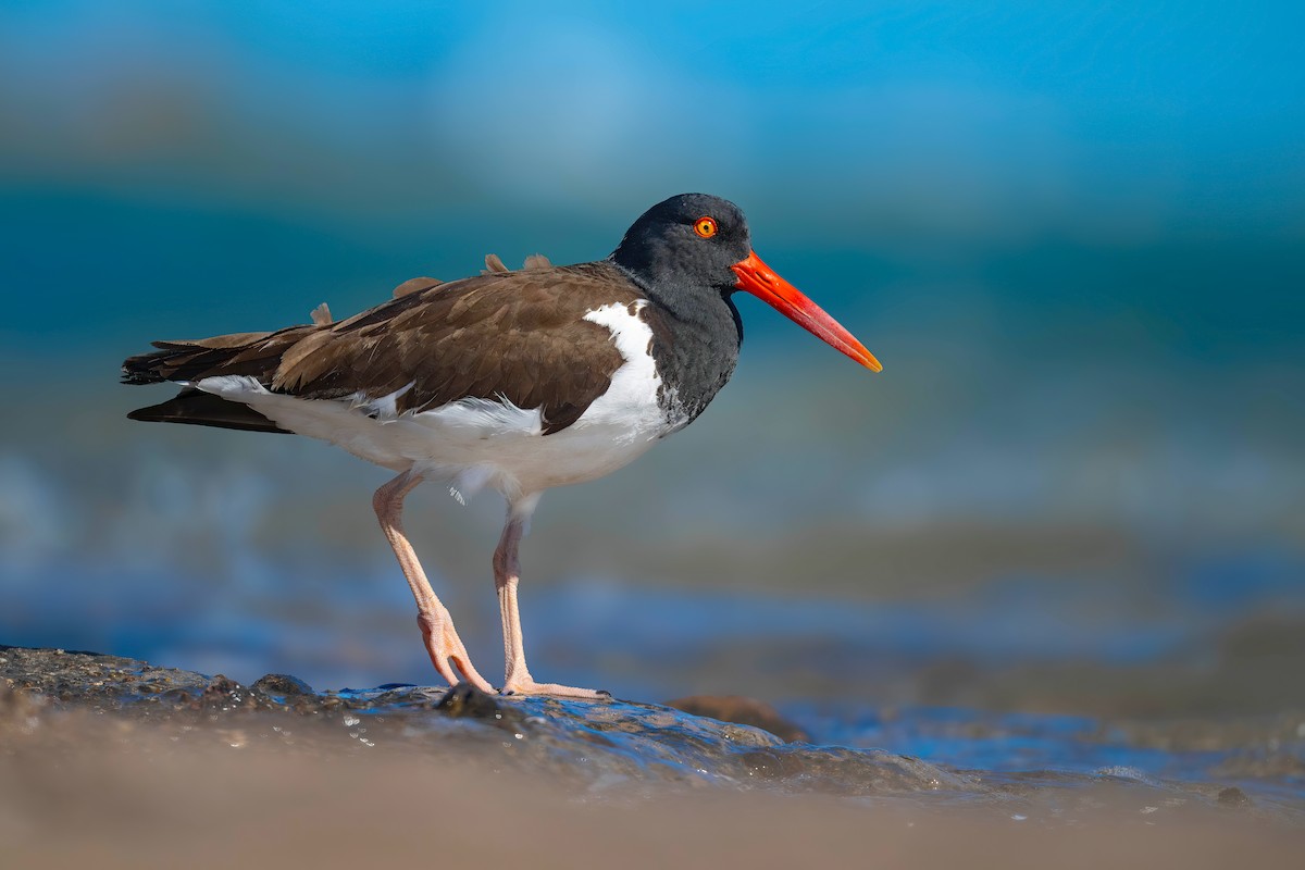 American Oystercatcher - ML632044828