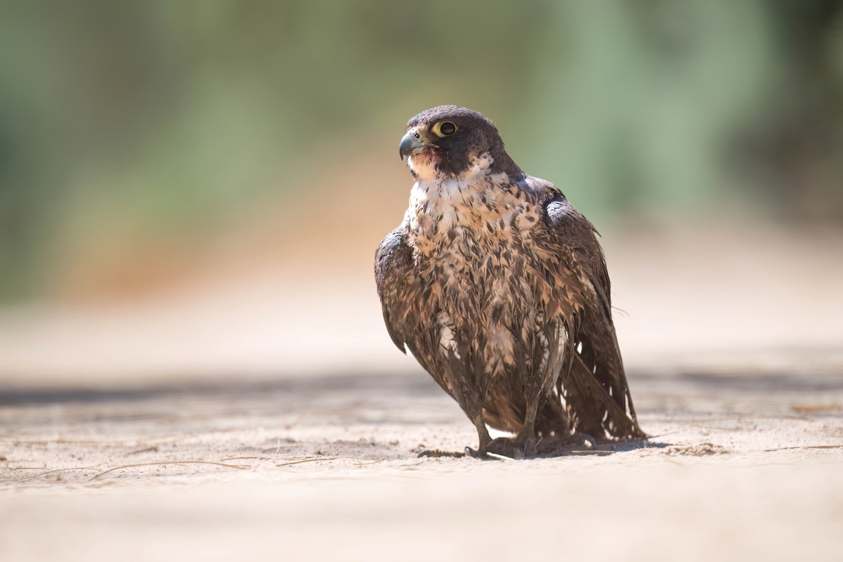 Peregrine Falcon - ML632044845