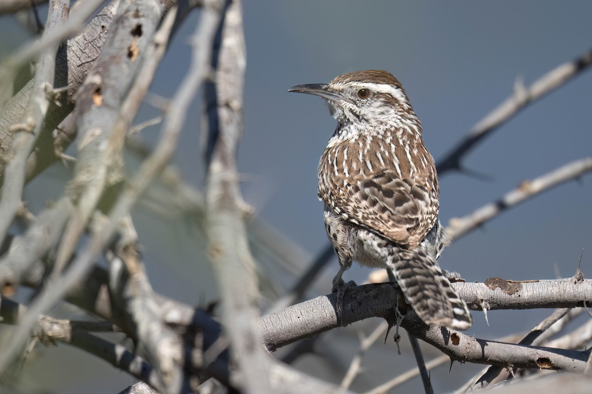 Cactus Wren - ML632044855