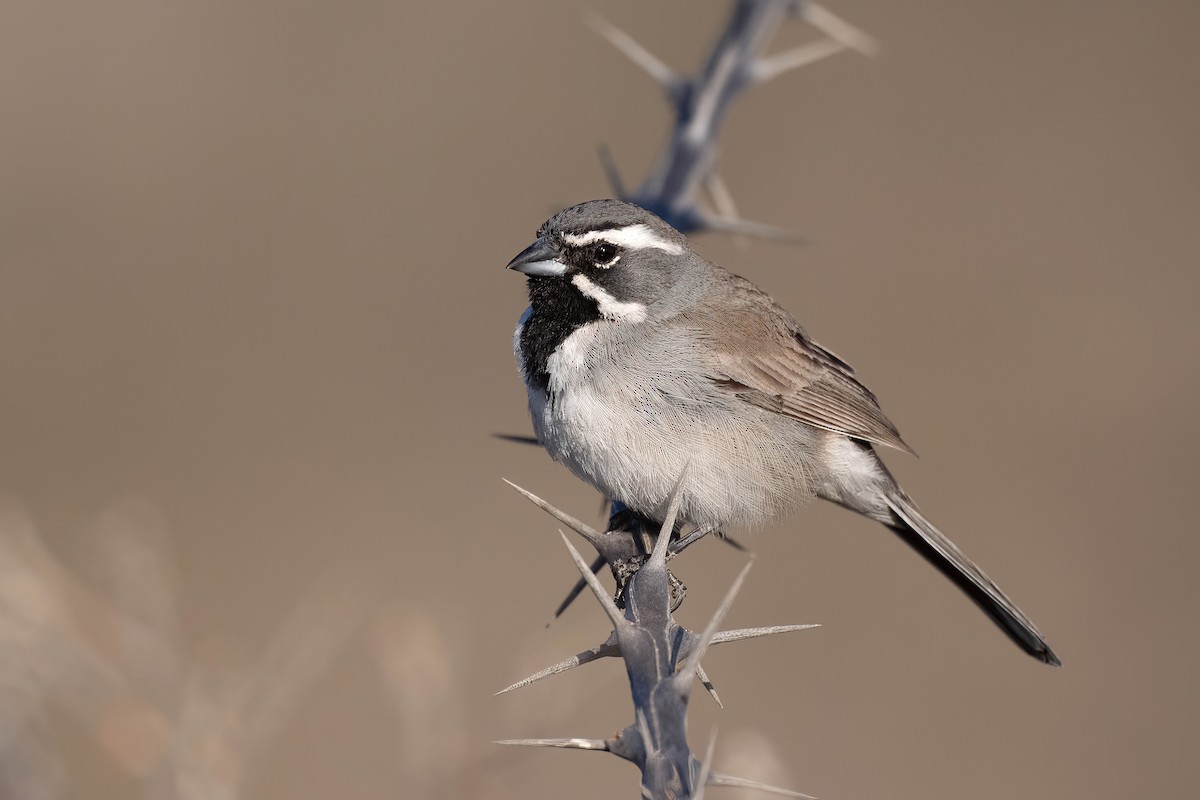 Black-throated Sparrow - ML632044885