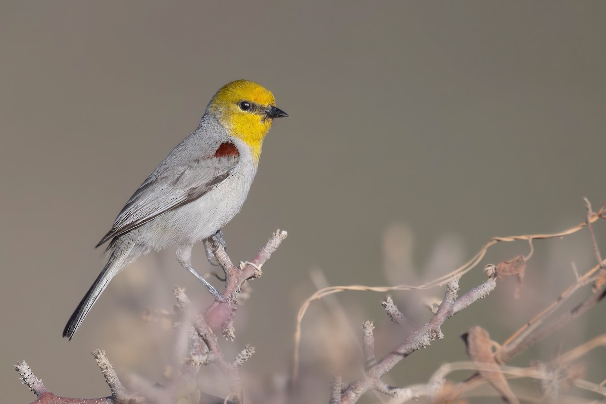 Verdin - ML632044942