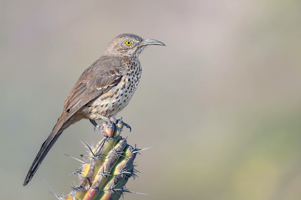 Gray Thrasher - ML632044947