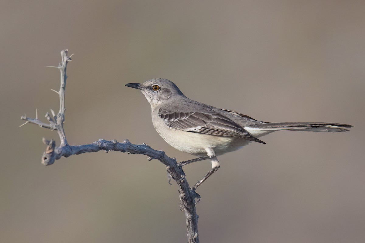 Northern Mockingbird - ML632044962
