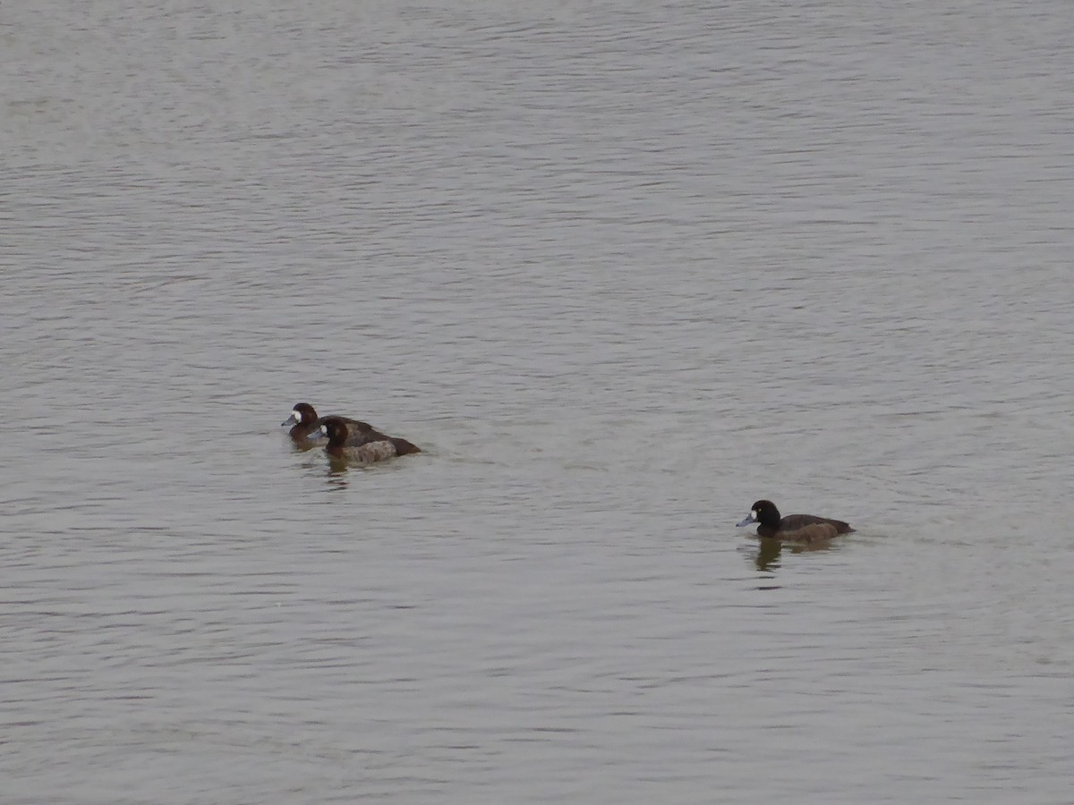 Greater/Lesser Scaup - ML632045282