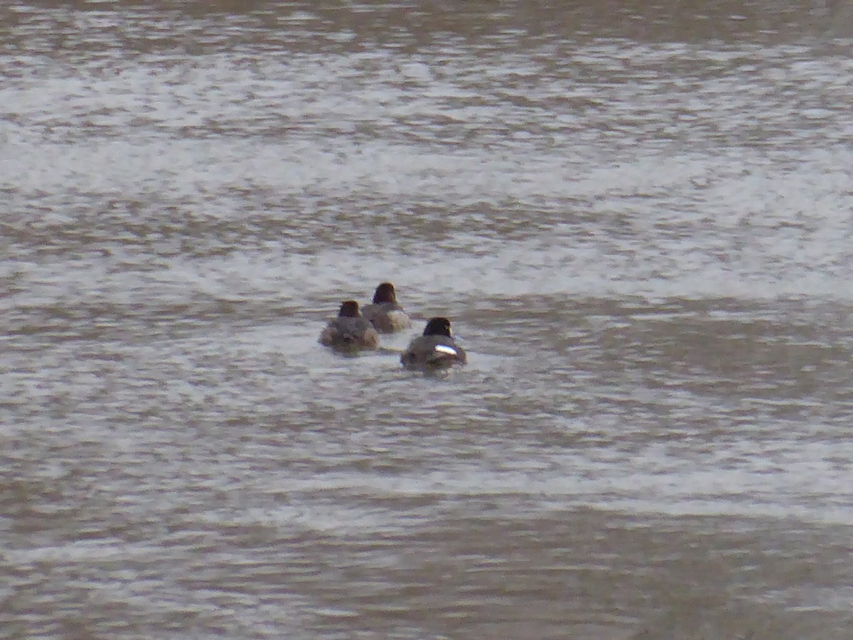 Greater/Lesser Scaup - ML632045286