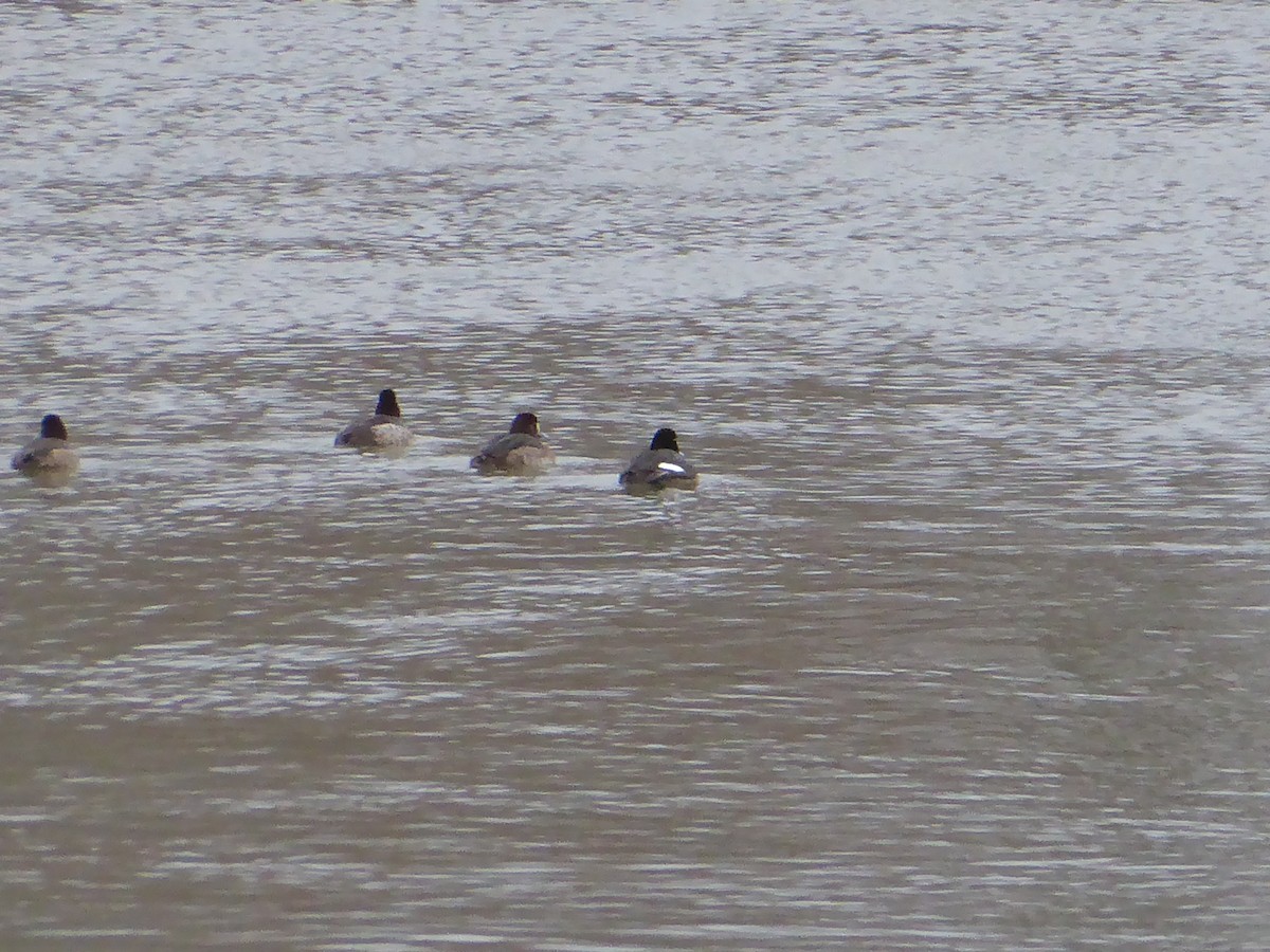 Greater/Lesser Scaup - ML632045289