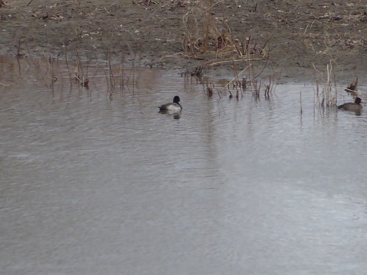 Greater/Lesser Scaup - ML632045298