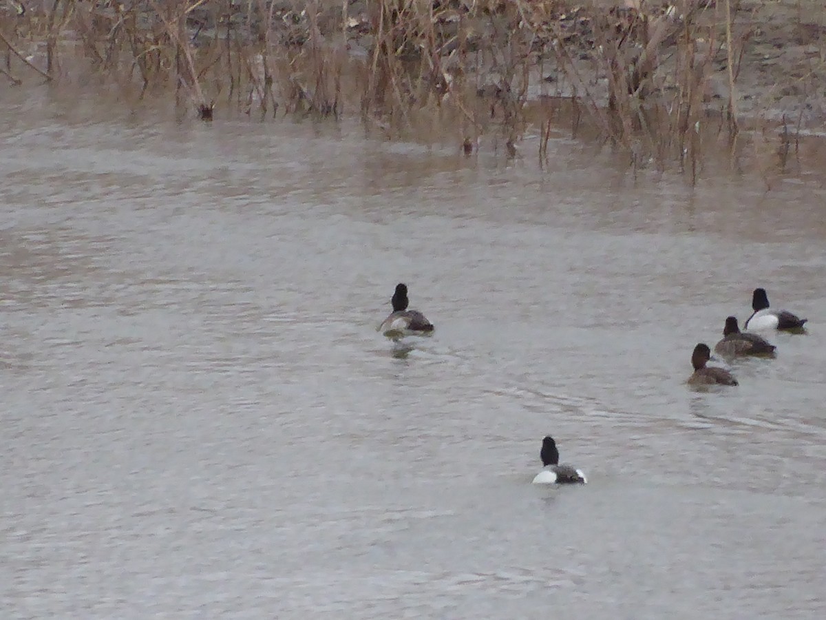 Greater/Lesser Scaup - ML632045301