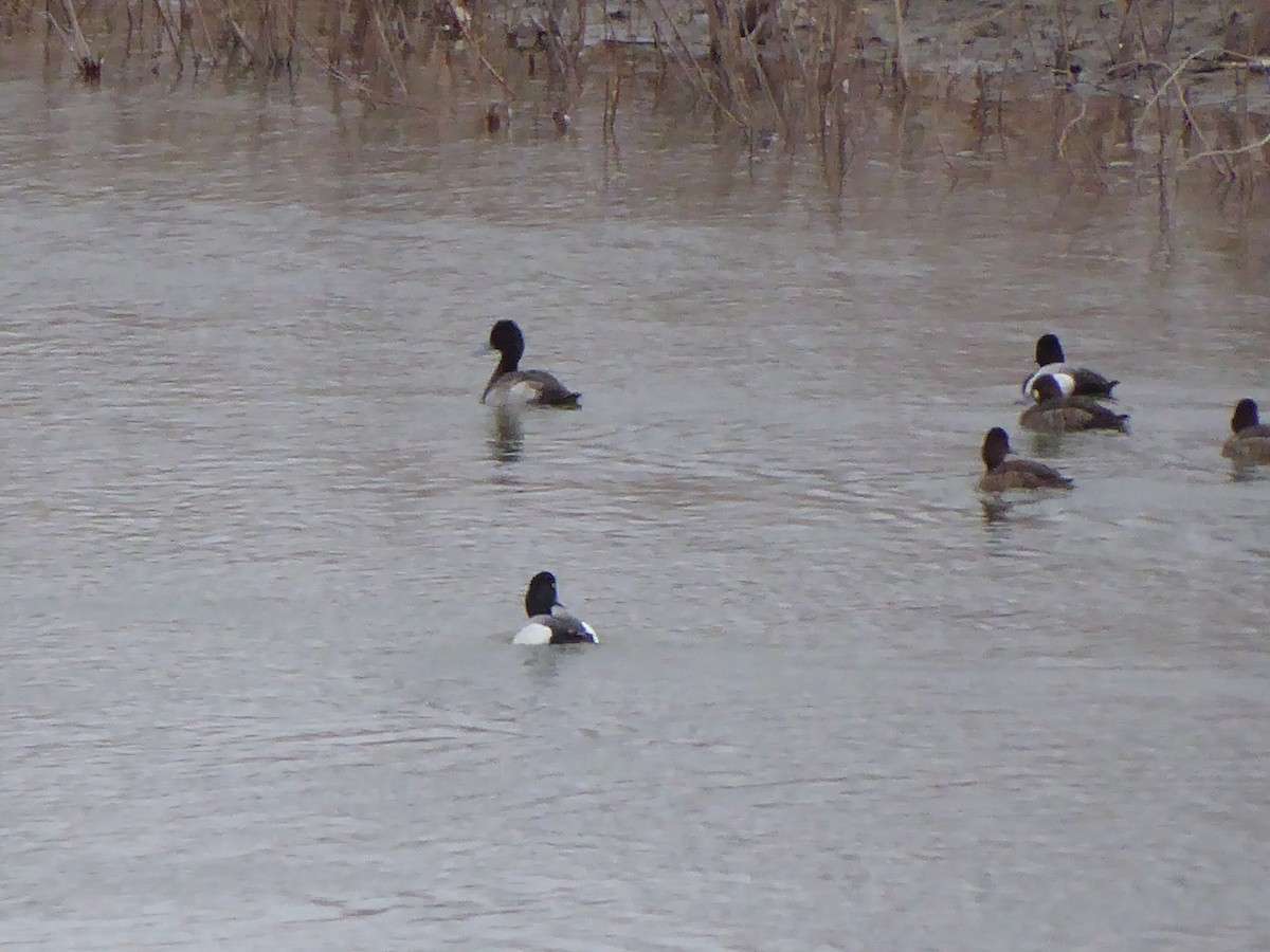 Greater/Lesser Scaup - ML632045303