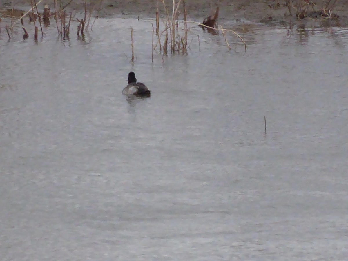 Greater/Lesser Scaup - ML632045306