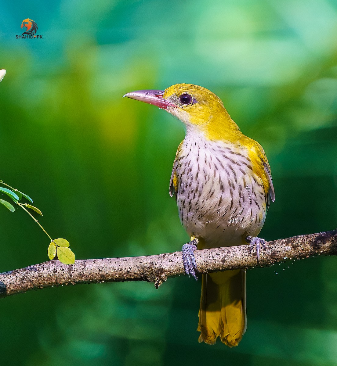 Black-naped Oriole - ML632045578