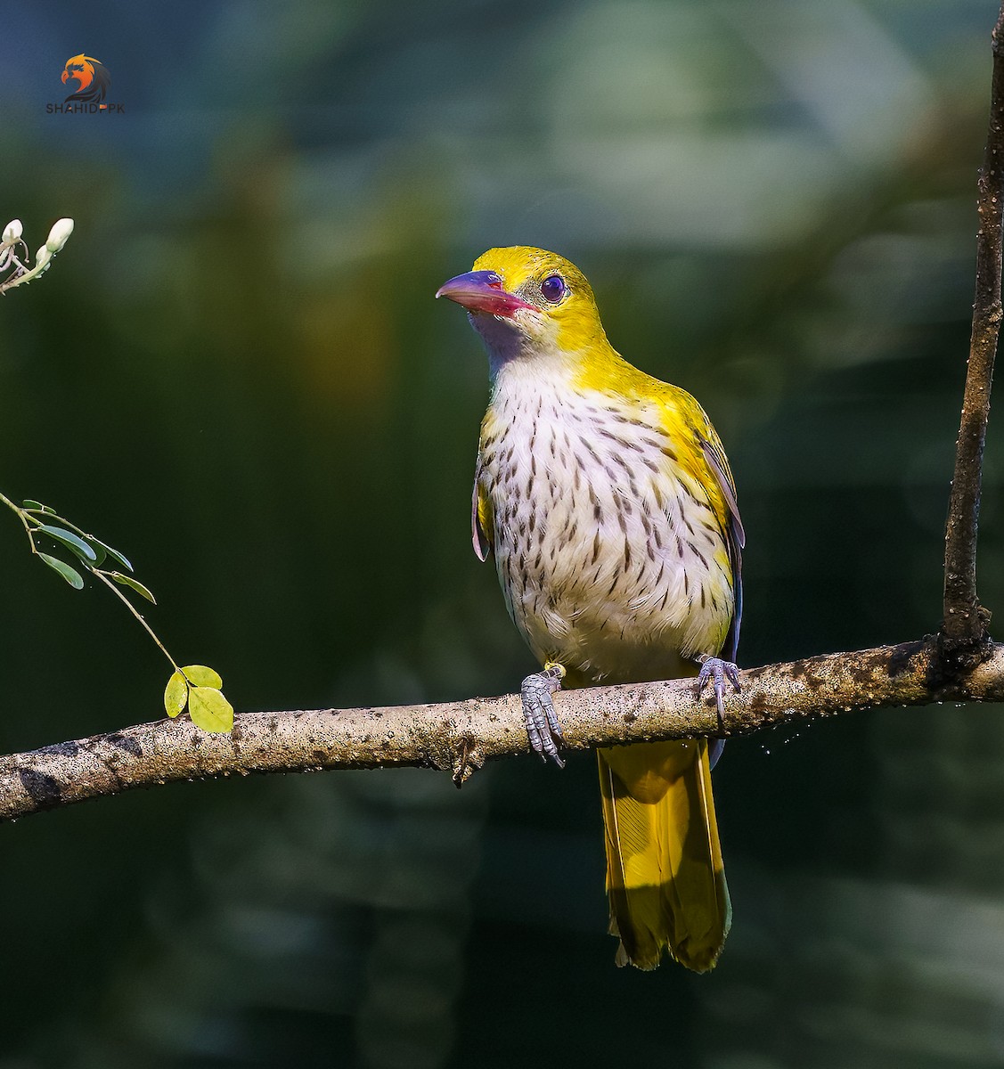 Black-naped Oriole - ML632045579