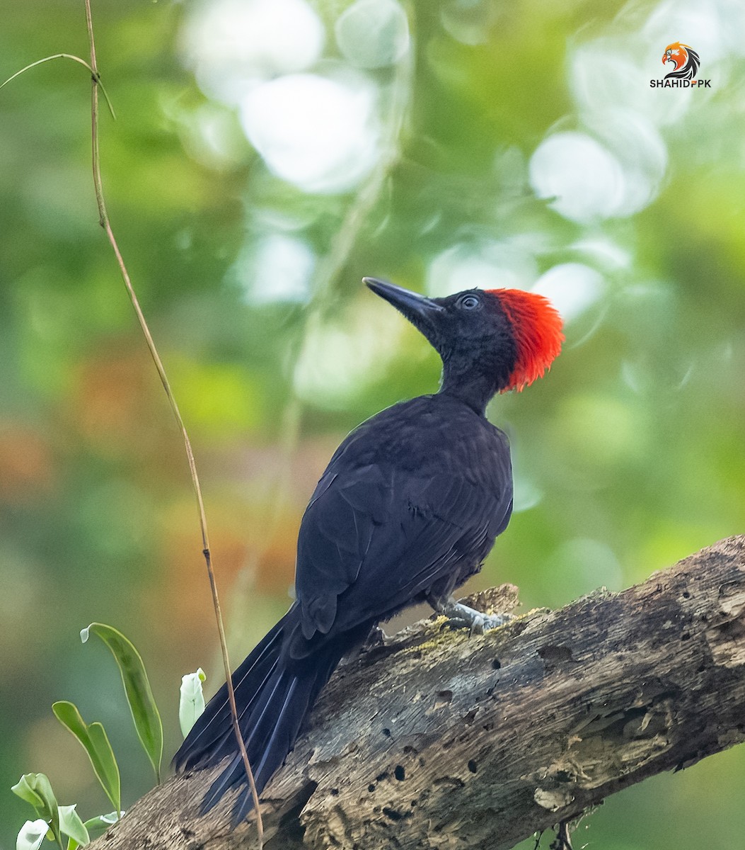 Andaman Woodpecker - ML632045586