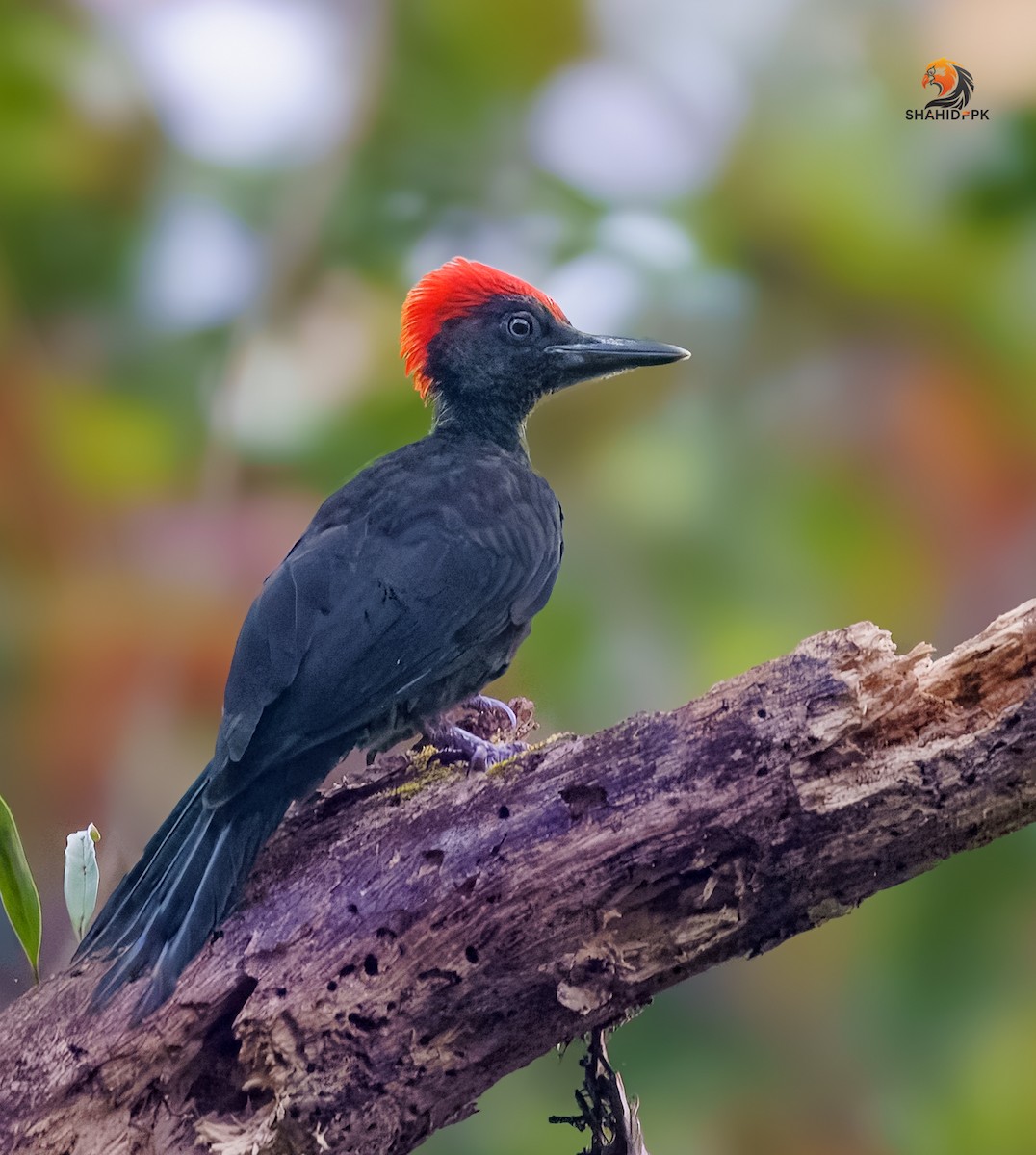 Andaman Woodpecker - ML632045587