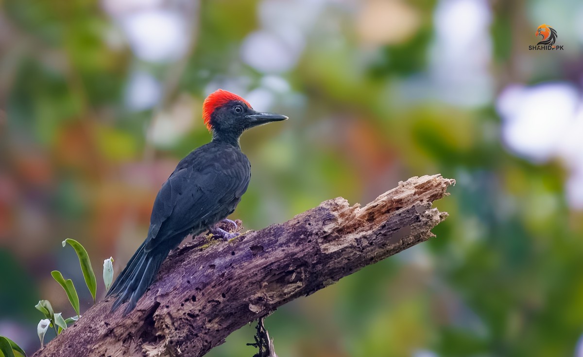 Andaman Woodpecker - ML632045588