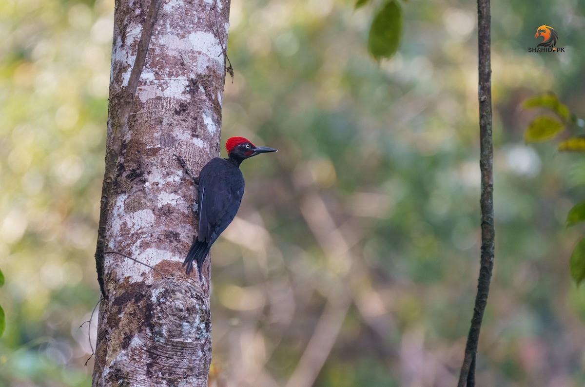 Andaman Woodpecker - ML632045589
