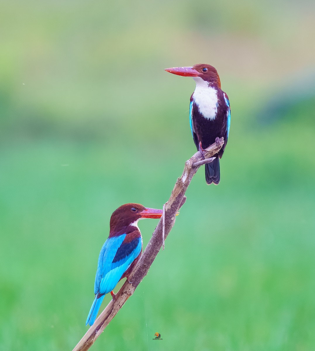 White-throated Kingfisher - ML632045597