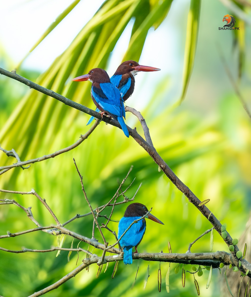 White-throated Kingfisher - ML632045598