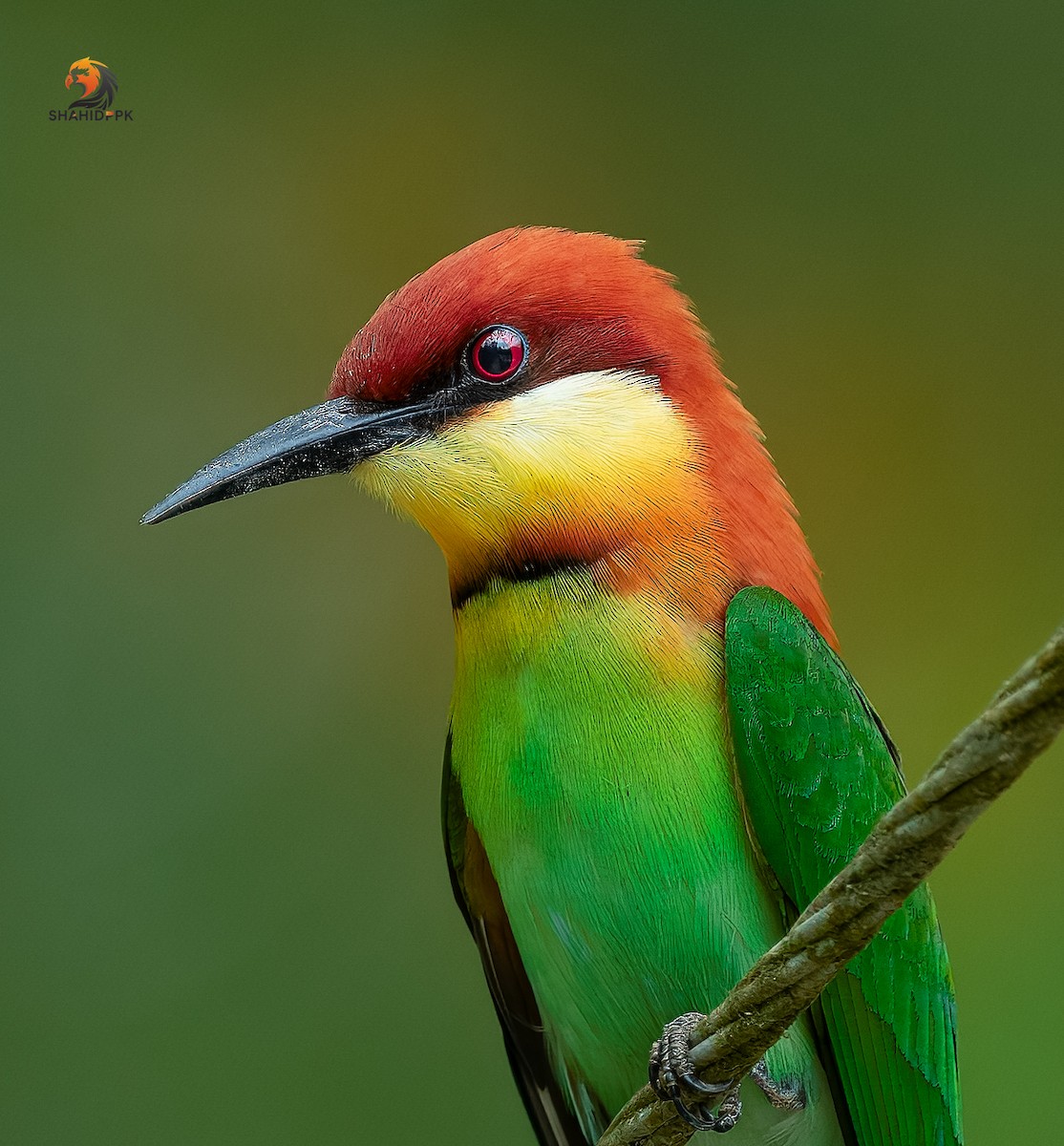 Chestnut-headed Bee-eater - ML632045602